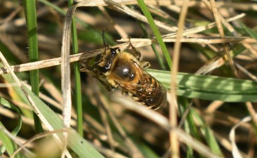 Réf. 349 937 : Colletes sp.